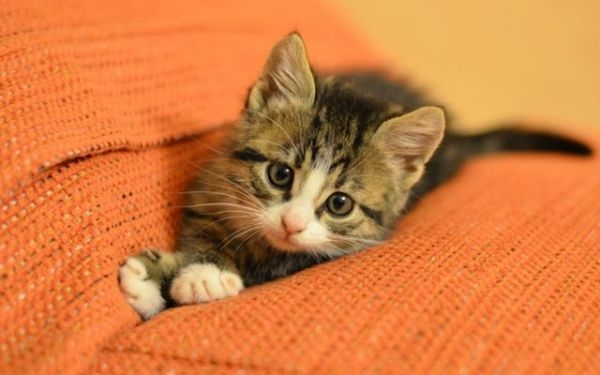 Выведение кошачьей мочи с дивана – самые простые методы Выведение кошачьей мочи с дивана – самые простые методы